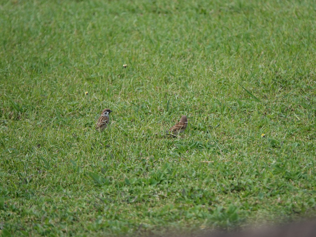 Eurasian Tree Sparrow - ML643857793