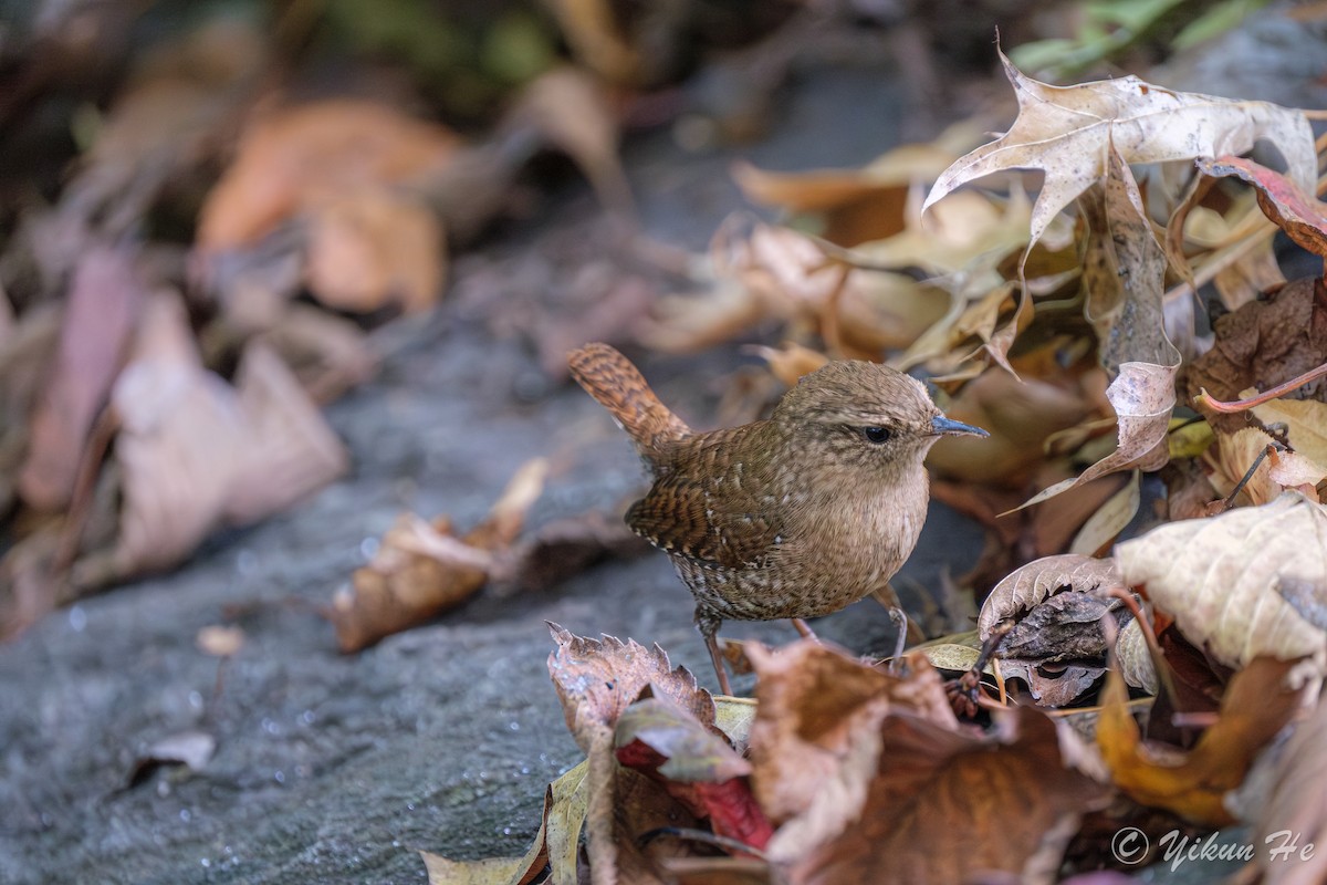 Winter Wren - ML643857794