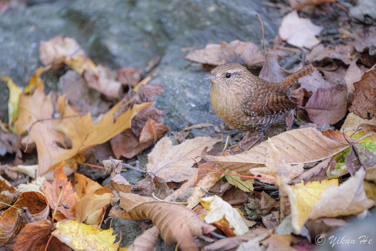 Winter Wren - ML643857795