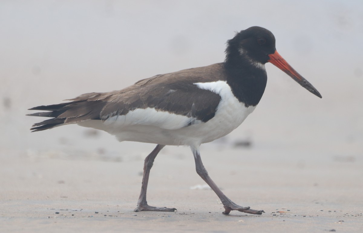 Eurasian Oystercatcher - ML643857803