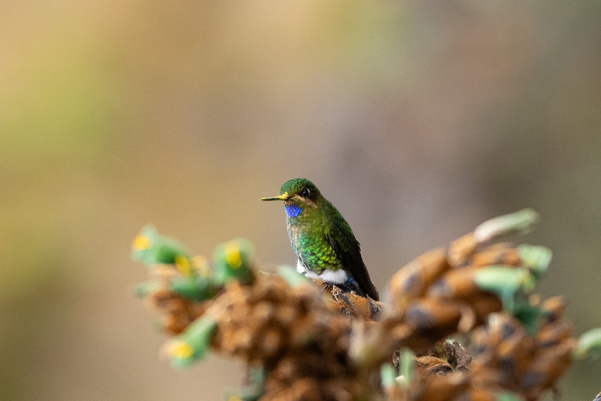 Glowing Puffleg - ML643857810
