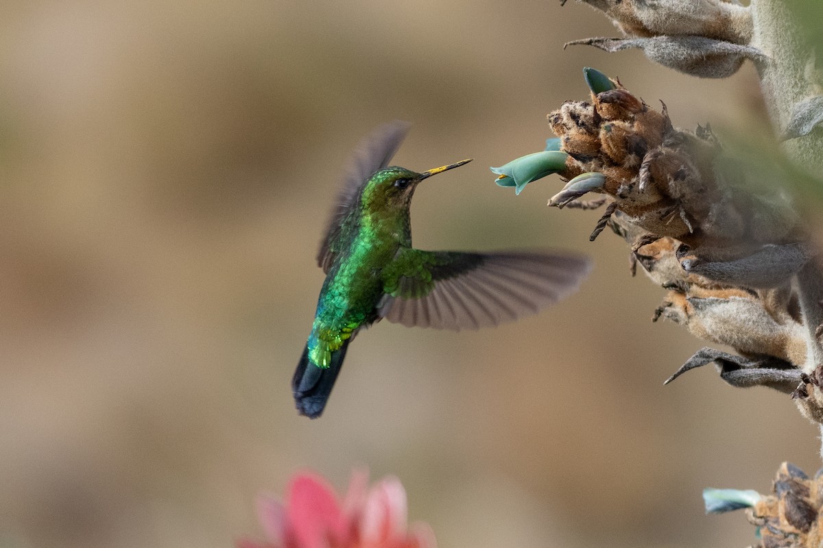 Glowing Puffleg - ML643857812