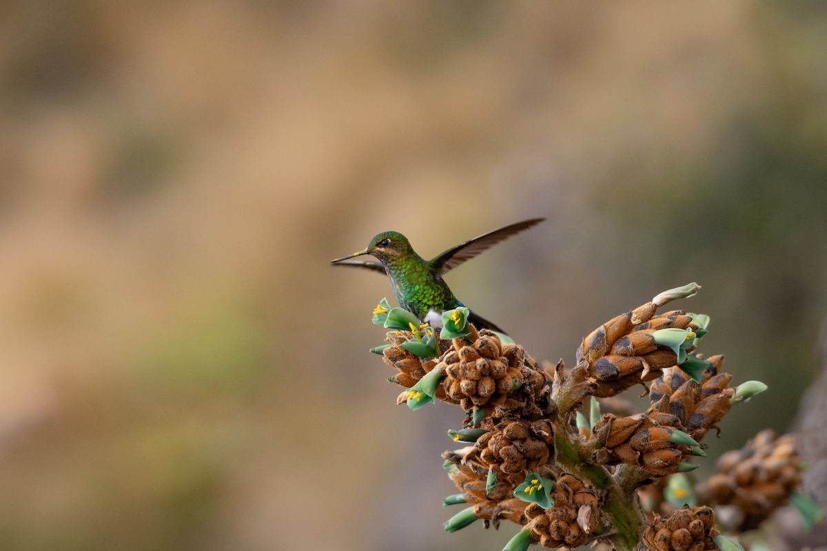 Glowing Puffleg - ML643857814