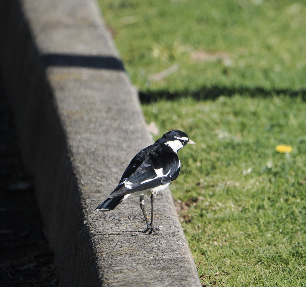Magpie-lark - ML643857817