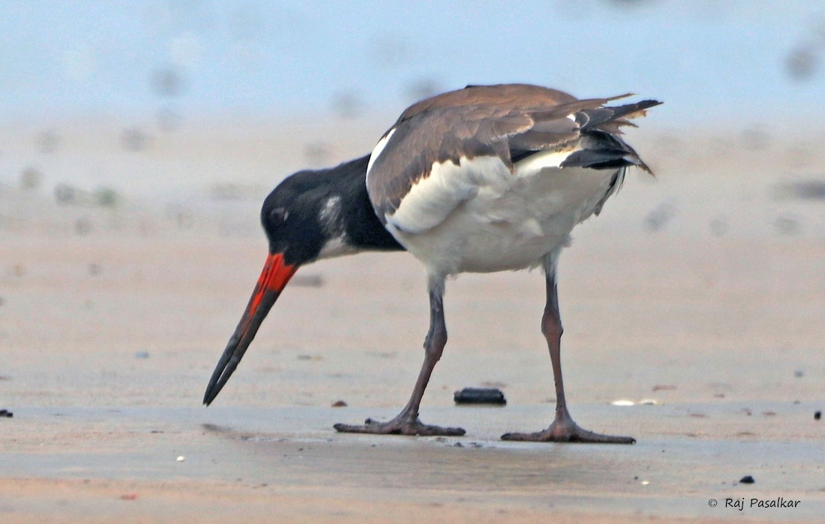 Eurasian Oystercatcher - ML643857821