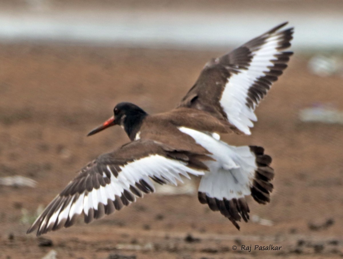 Eurasian Oystercatcher - ML643857822