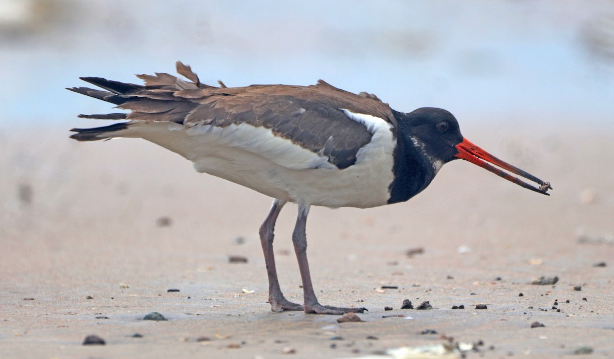 Eurasian Oystercatcher - ML643857825