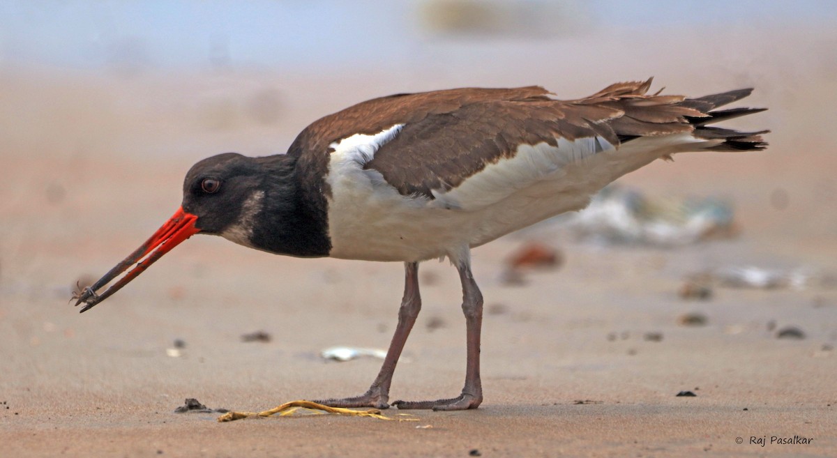 Eurasian Oystercatcher - ML643857826
