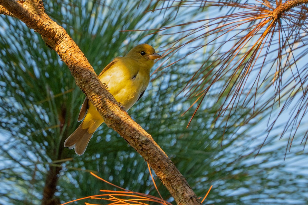 Scarlet Tanager - ML643857830