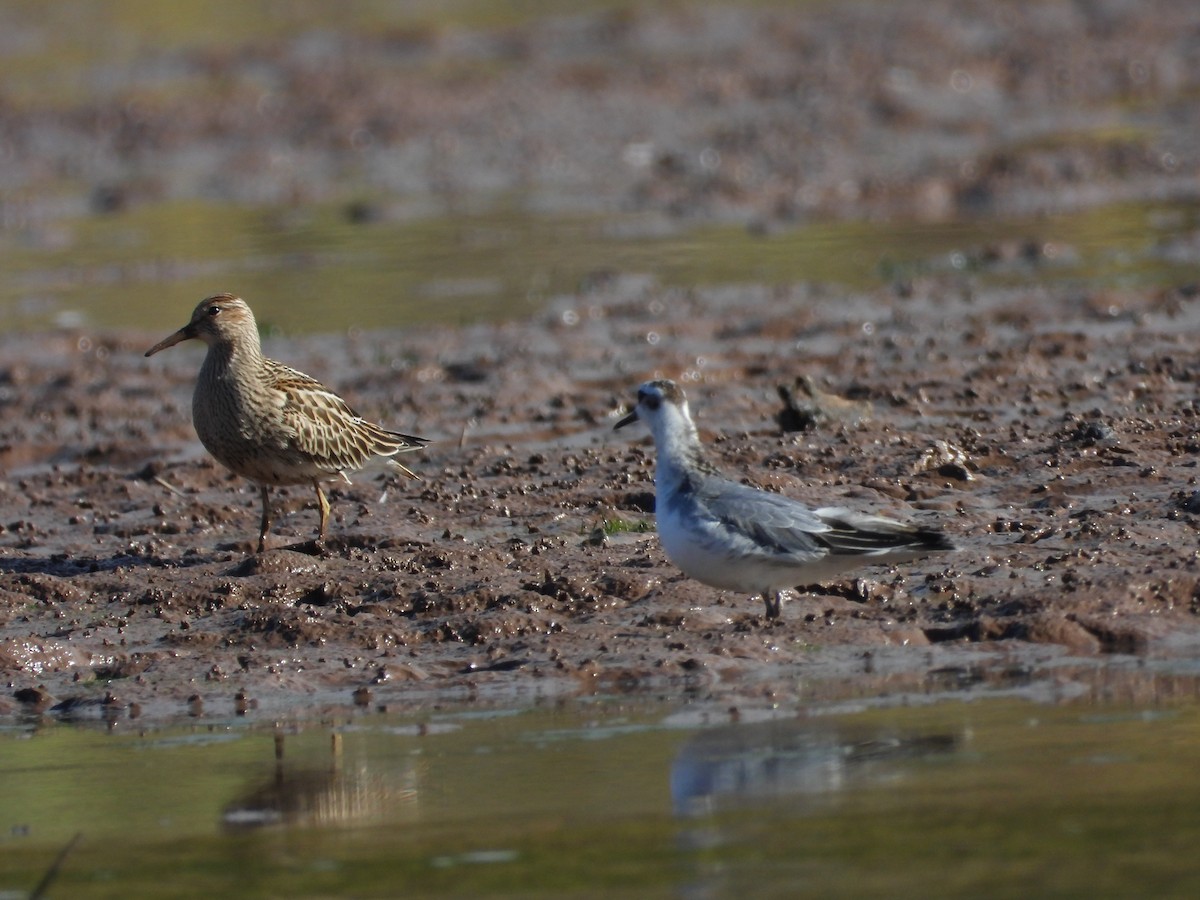 Graubrust-Strandläufer - ML643857835