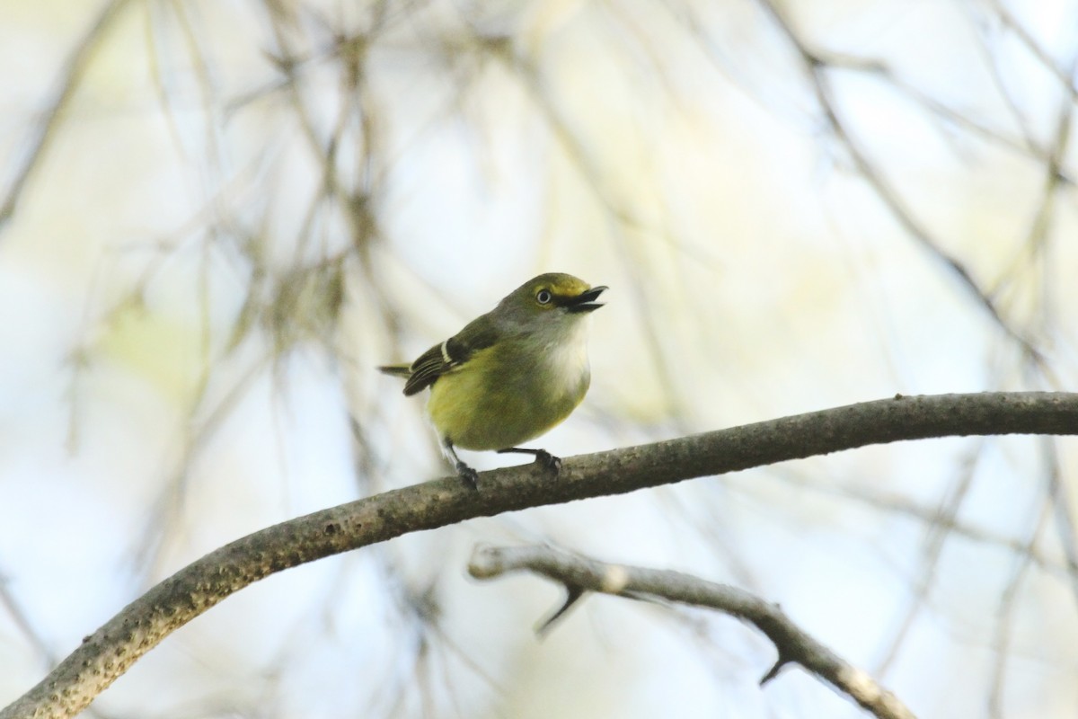 White-eyed Vireo - ML643857842