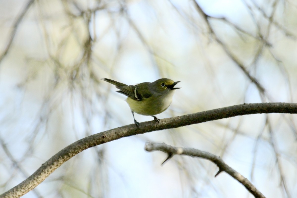 White-eyed Vireo - ML643857843