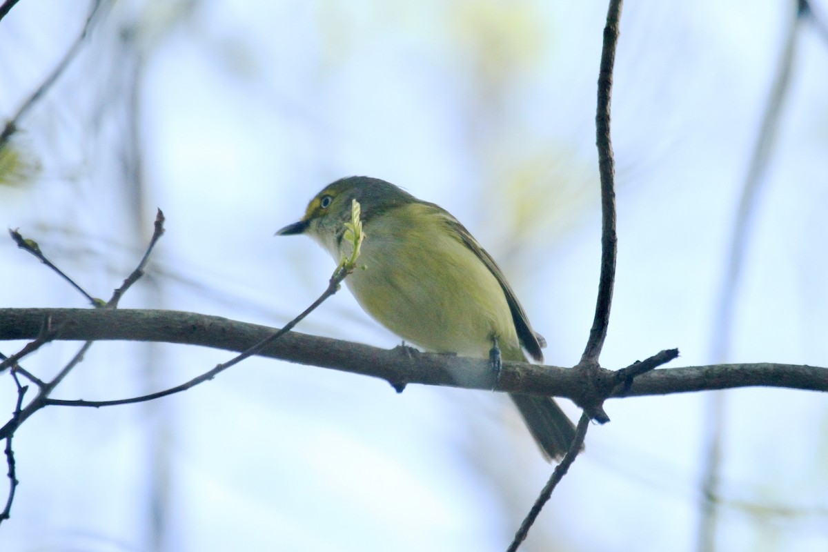 White-eyed Vireo - ML643857844