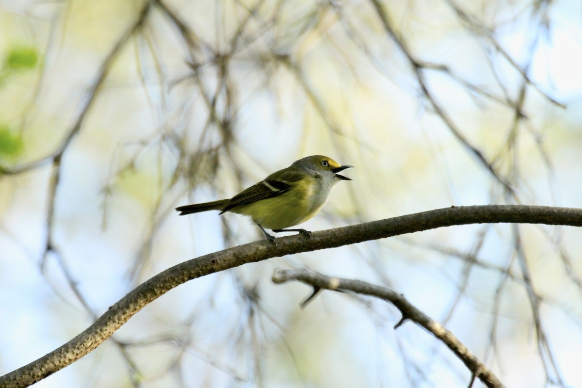 White-eyed Vireo - ML643857845