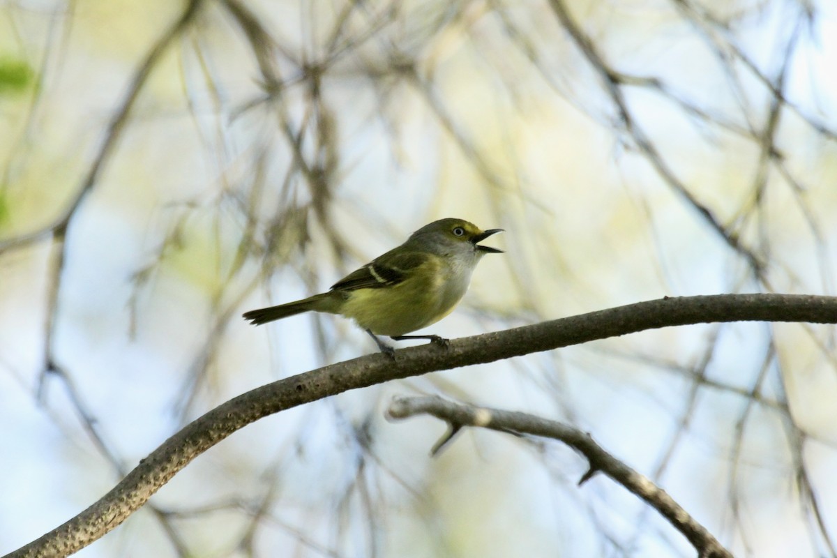 White-eyed Vireo - ML643857846