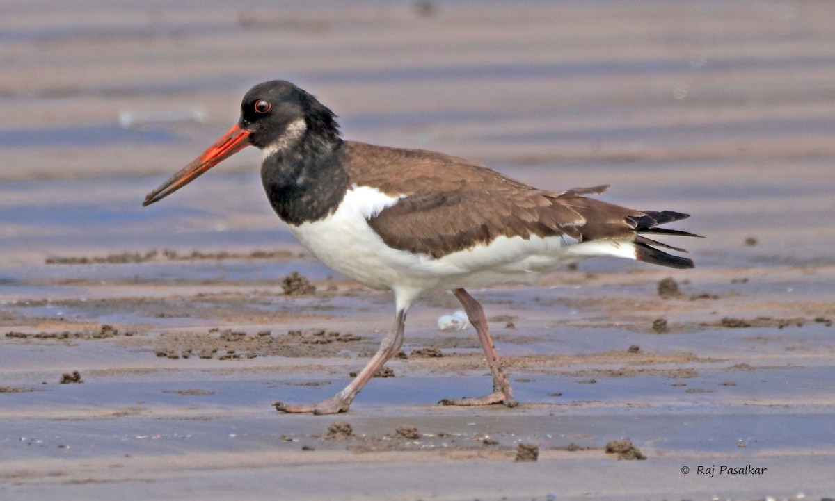 Eurasian Oystercatcher - ML643857849