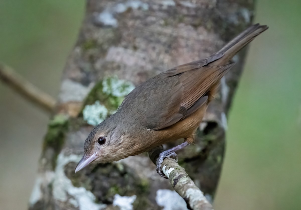 Little Shrikethrush (Rufous) - ML643857853