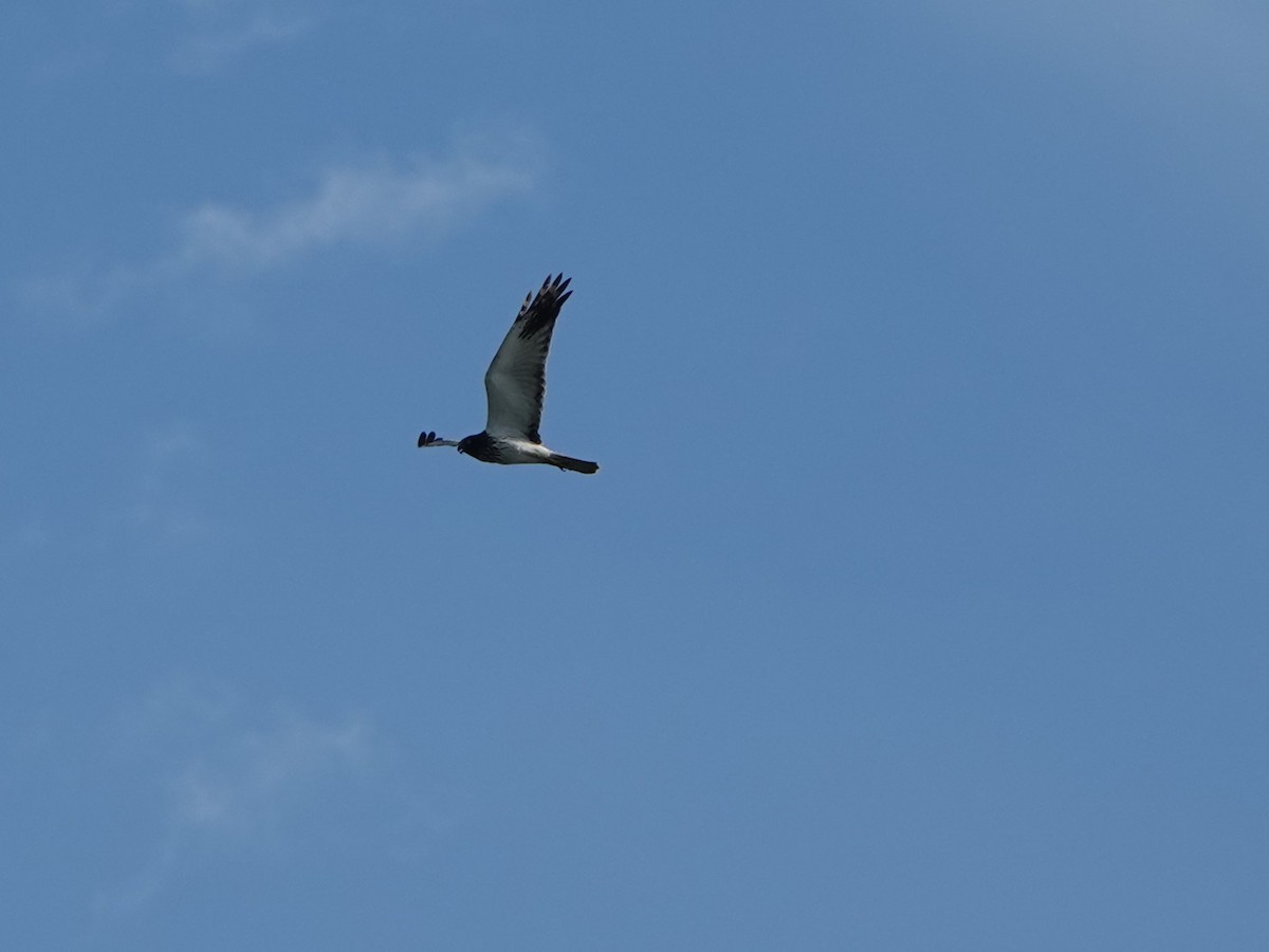 Eastern Marsh Harrier - ML643857860