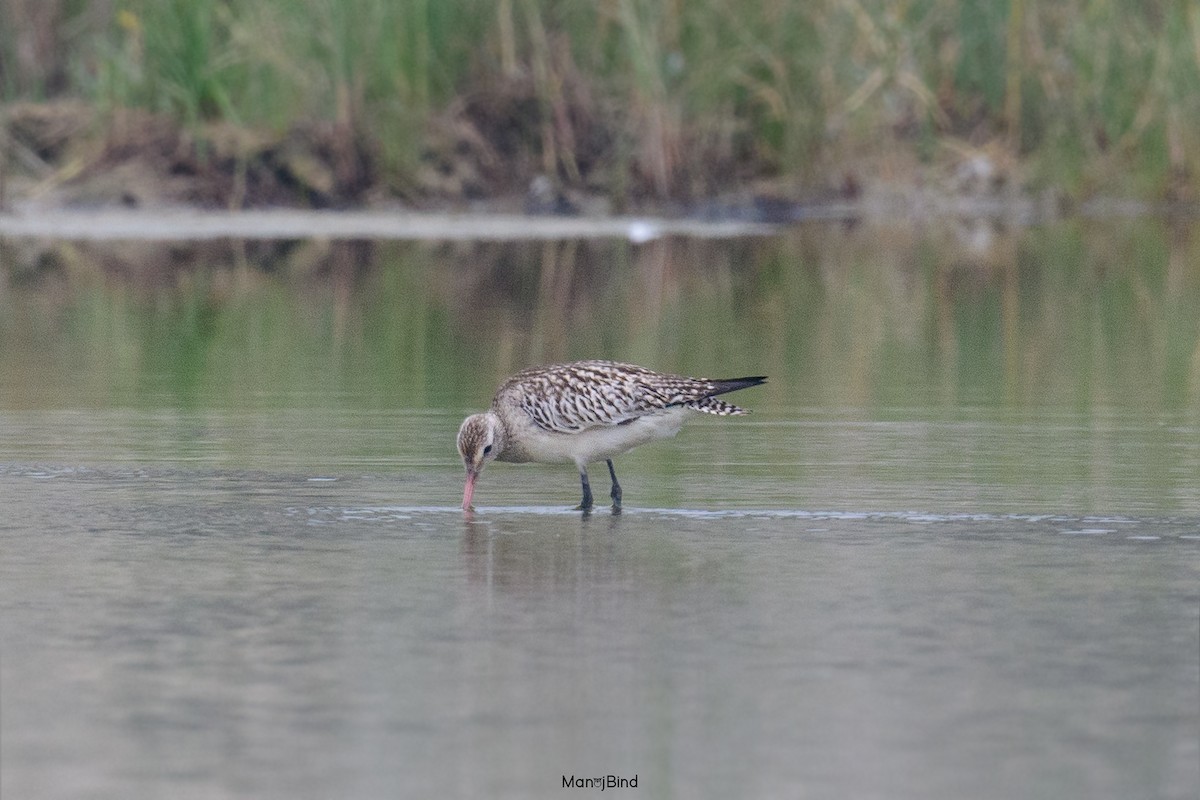 Bar-tailed Godwit - ML643857865