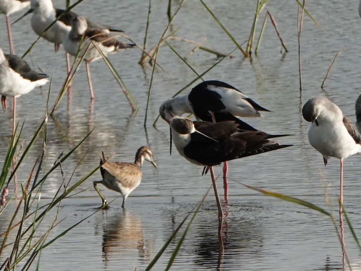Pheasant-tailed Jacana - ML643857867