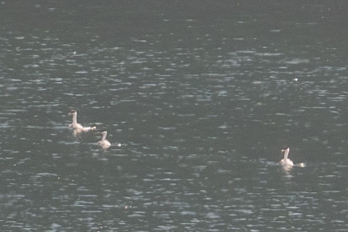 Horned Grebe - ML643857871
