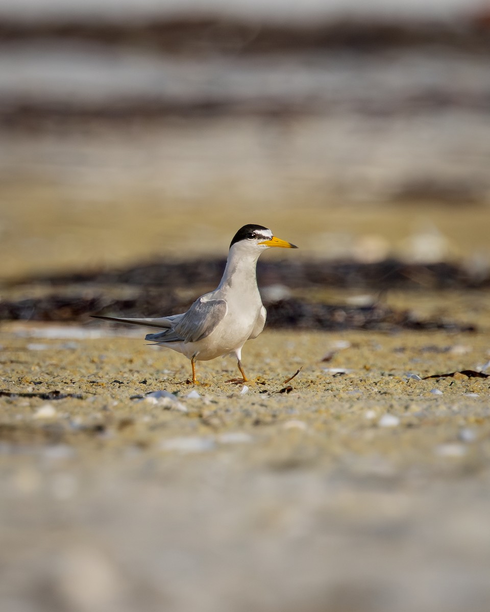 Least Tern - ML643857876