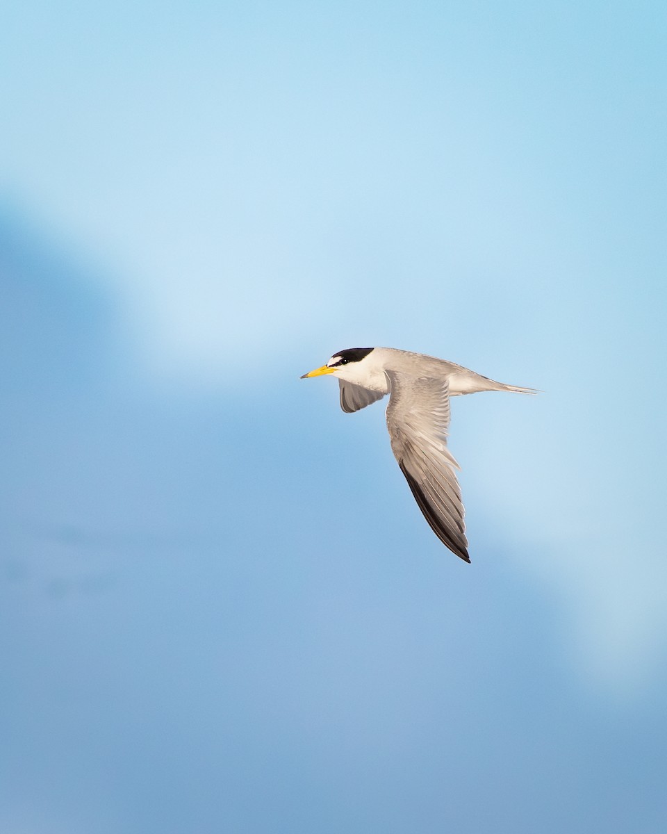 Least Tern - ML643857877