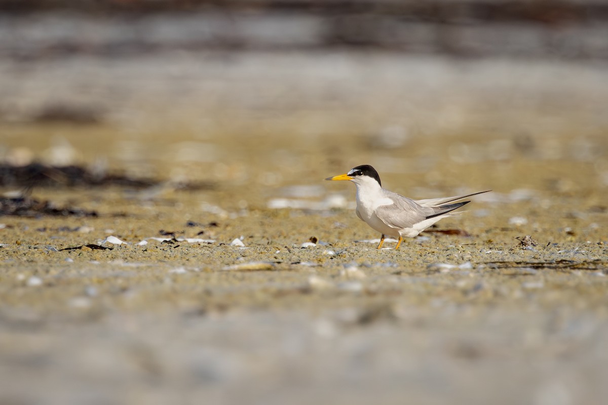Least Tern - ML643857878