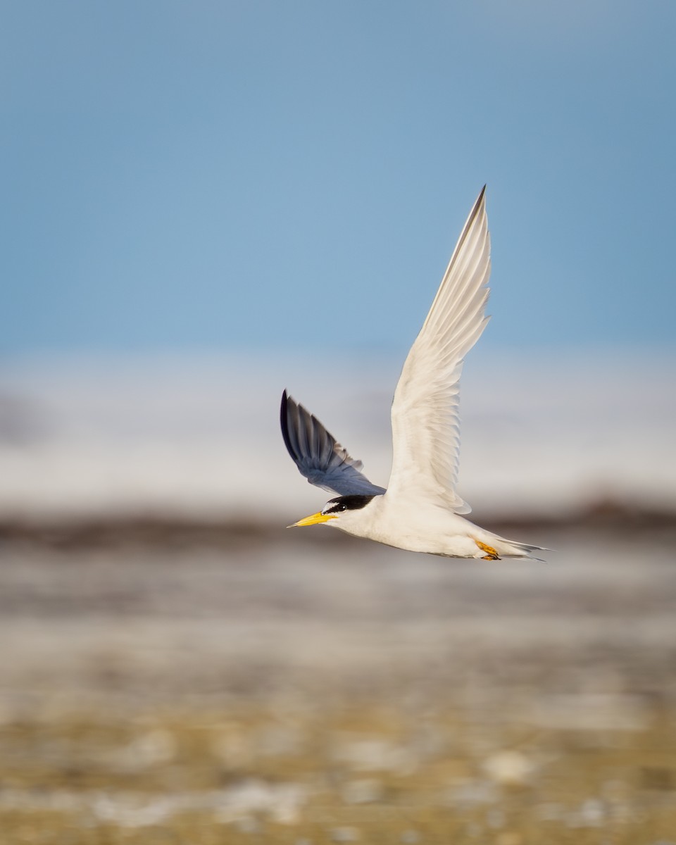 Least Tern - ML643857879