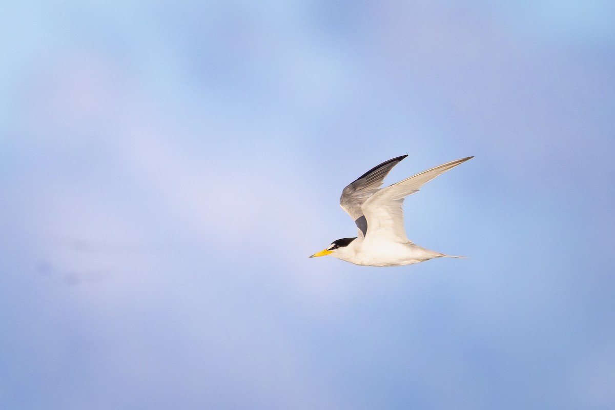 Least Tern - ML643857880