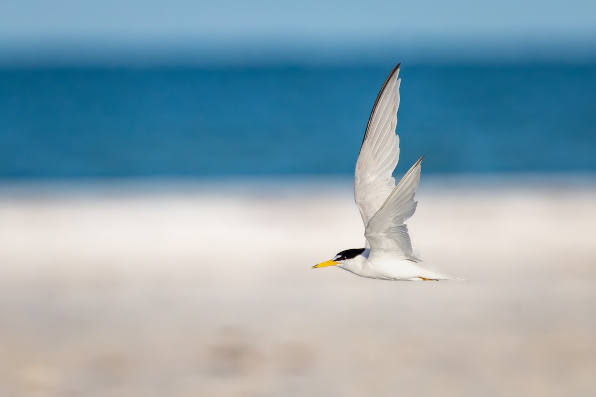 Least Tern - ML643857881