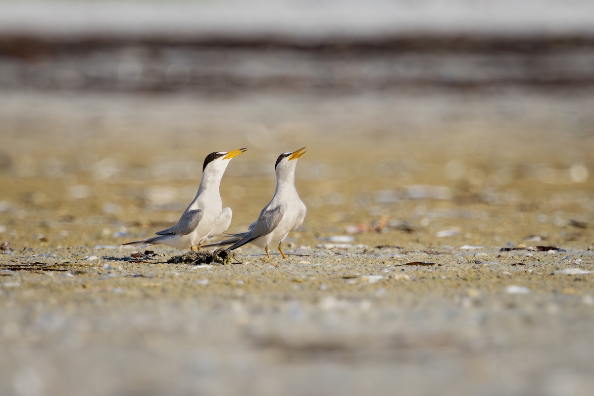 Least Tern - ML643857882