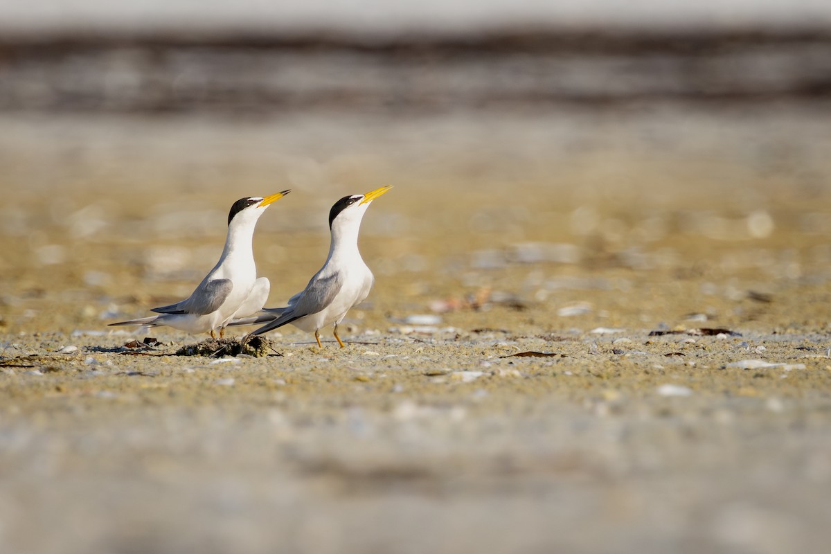 Least Tern - ML643857883