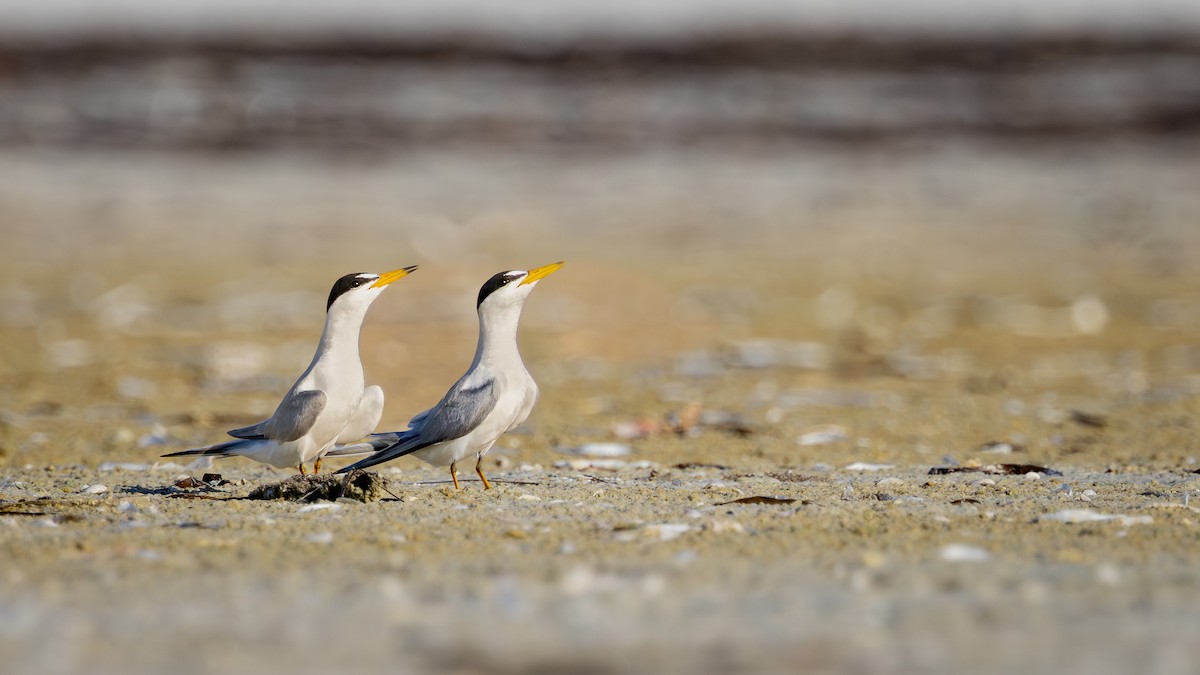 Least Tern - ML643857884