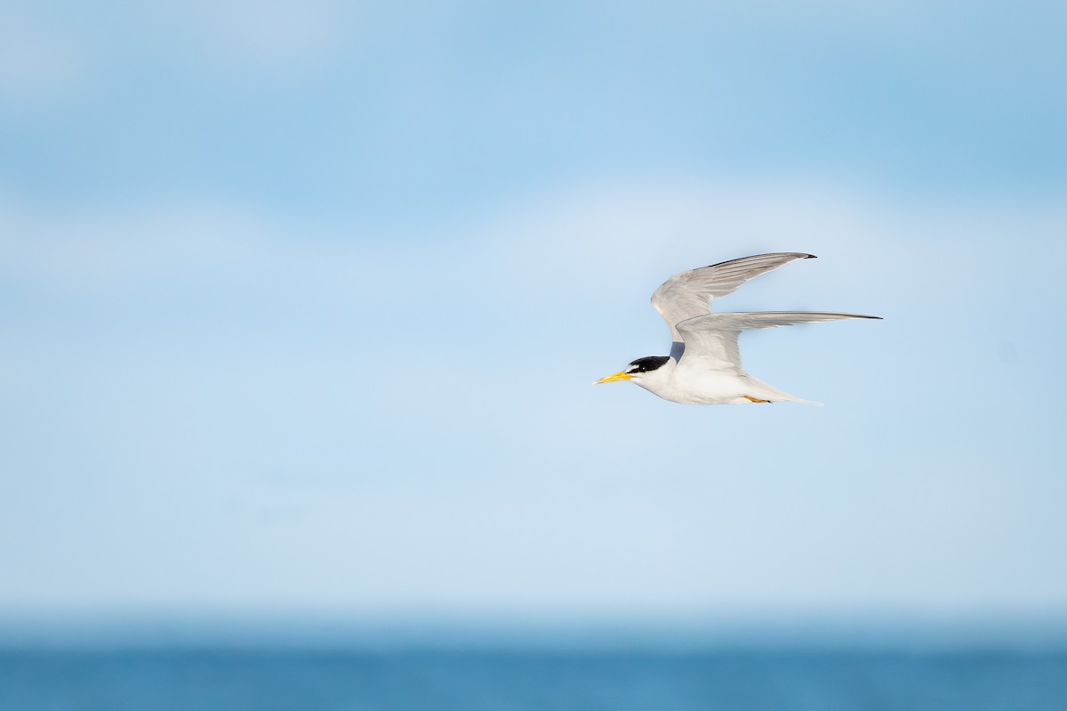 Least Tern - ML643857885