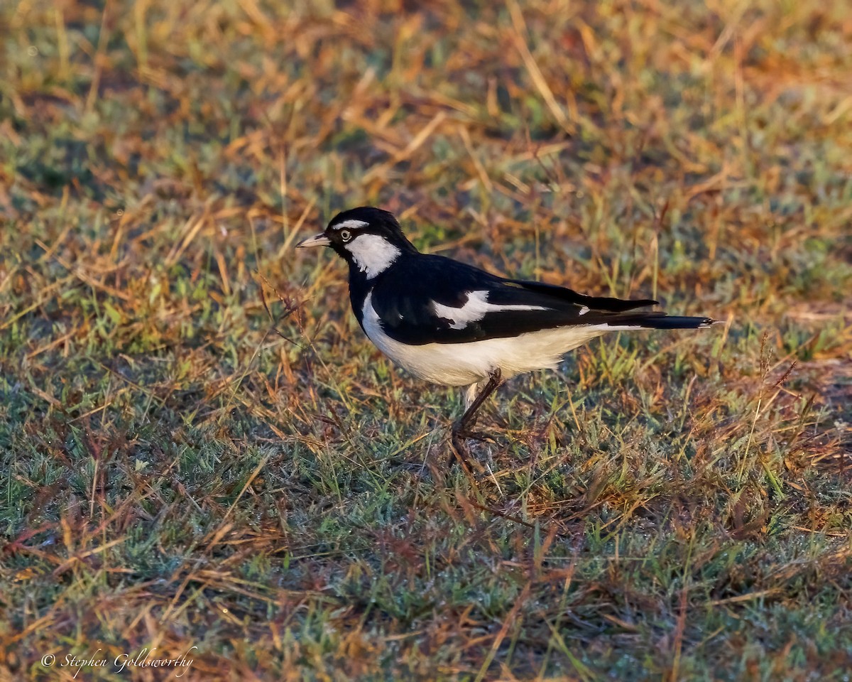 Magpie-lark - ML643857886