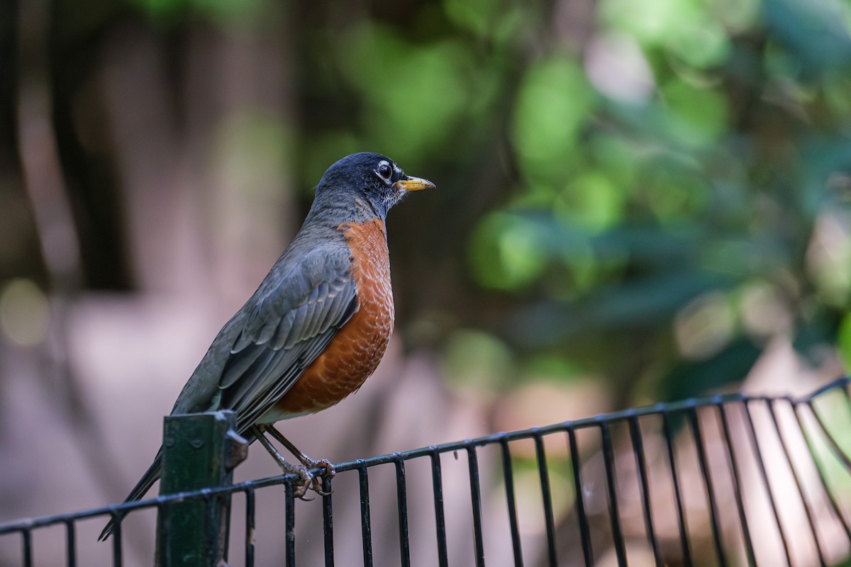 American Robin - ML643857892