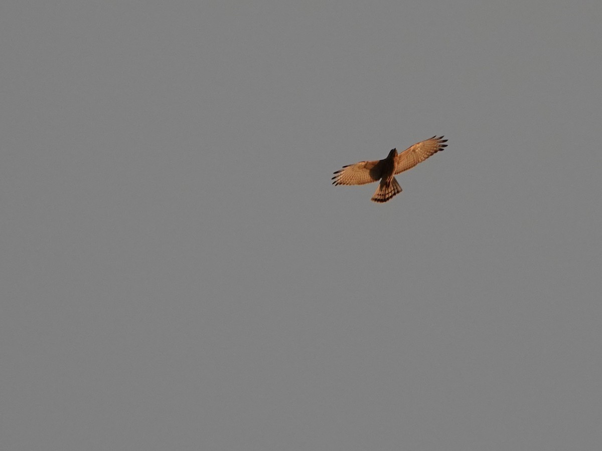 Gray-faced Buzzard - ML643857893