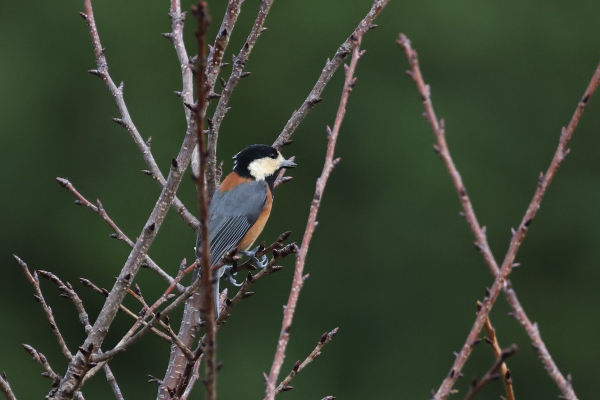 Varied Tit - ML643857901