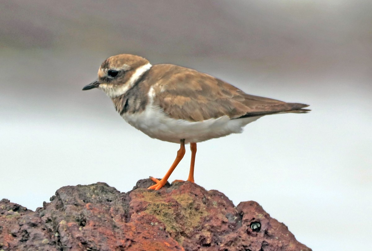 Common Ringed Plover - ML643857903