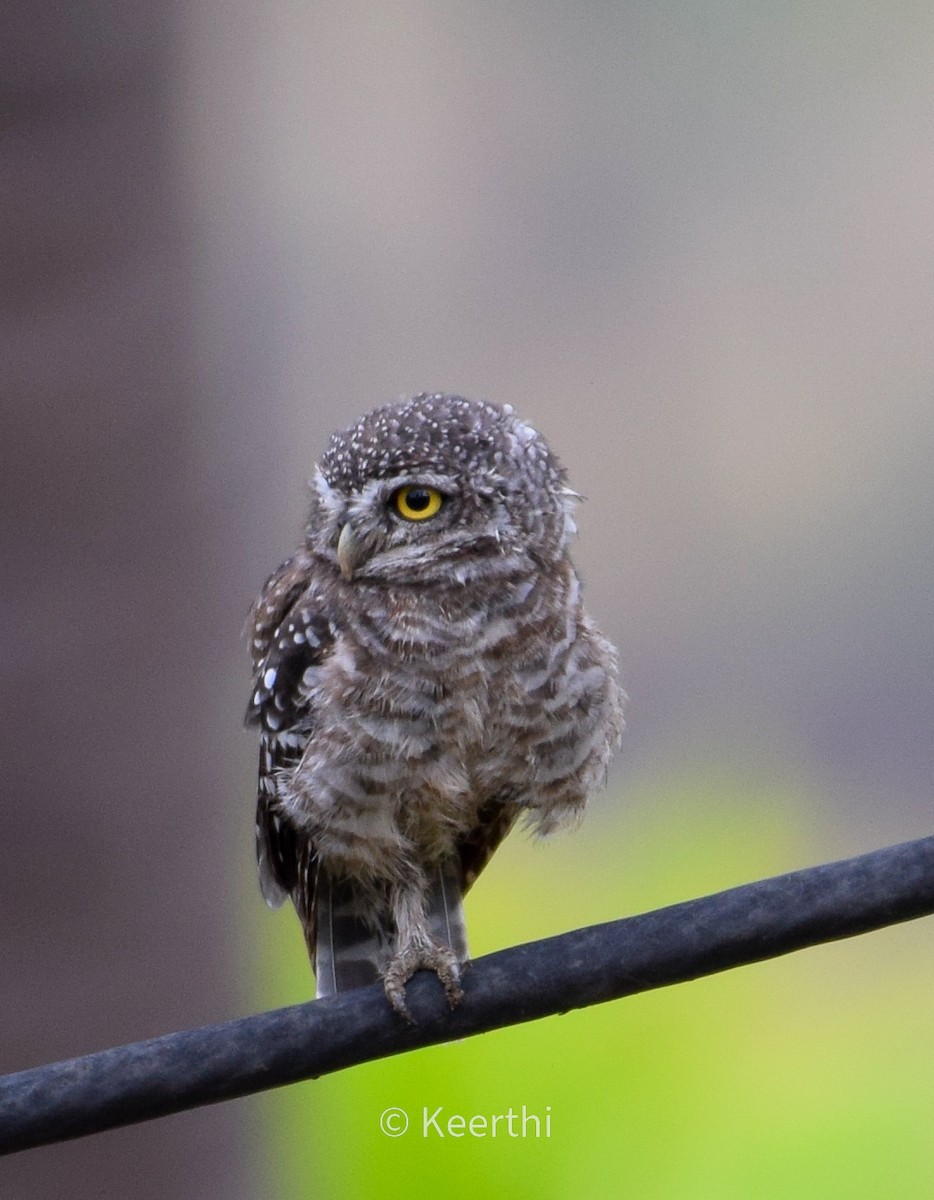 Spotted Owlet - ML643857907