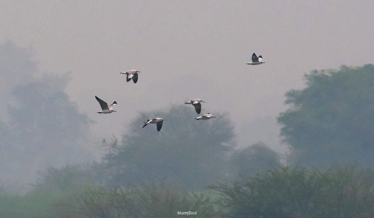 Brown-headed Gull - ML643857909