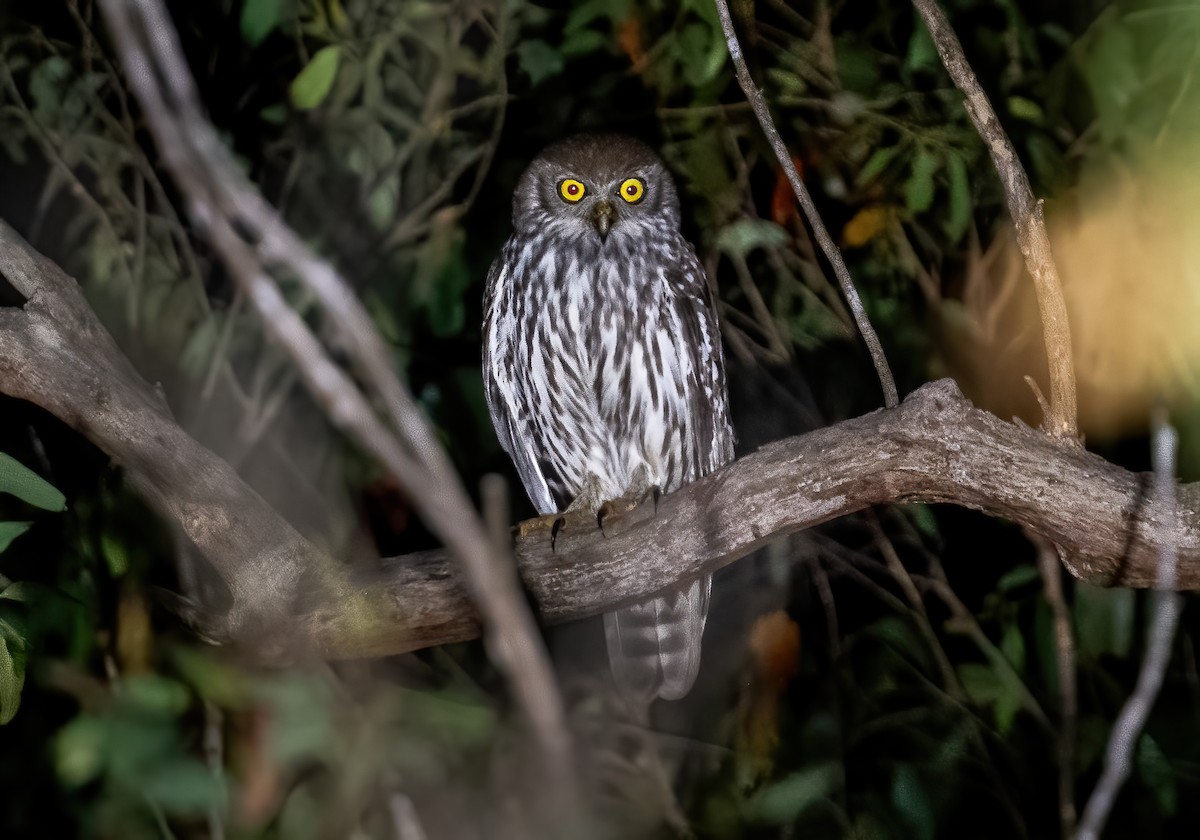 Barking Owl - ML643857920