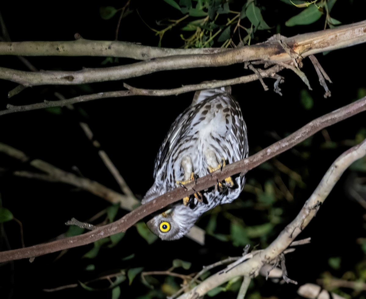 Barking Owl - ML643857921