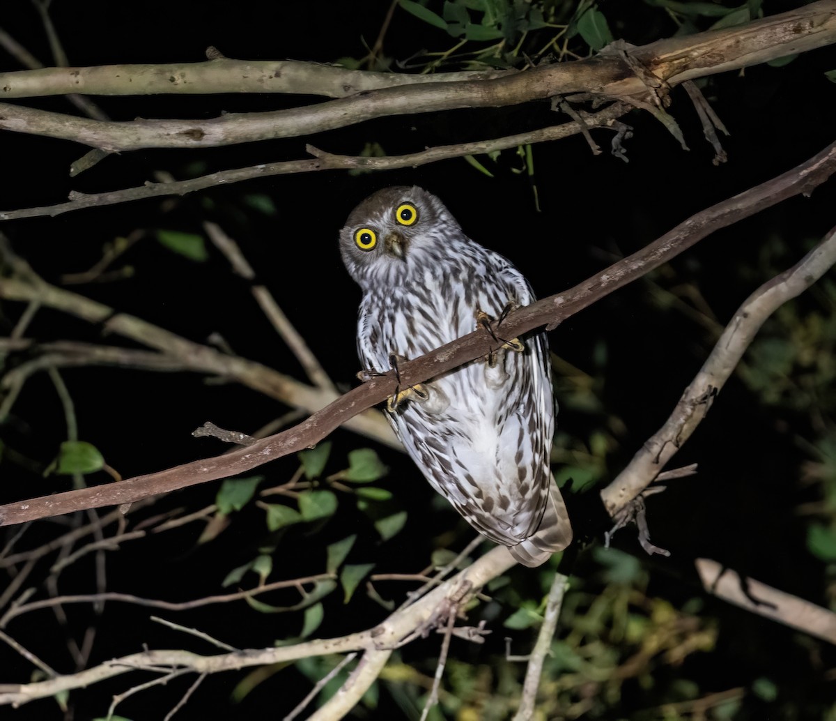 Barking Owl - ML643857922