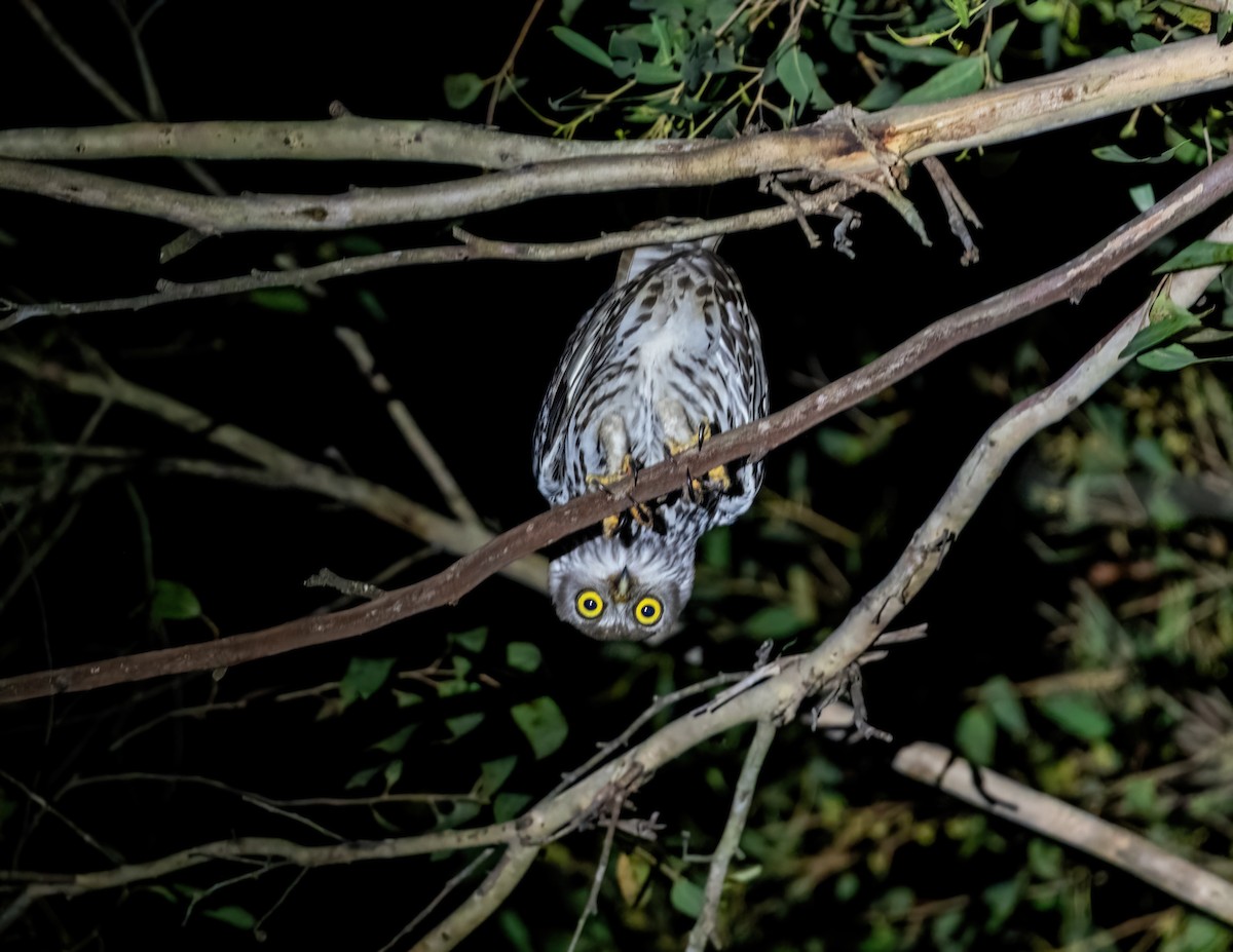 Barking Owl - ML643857923