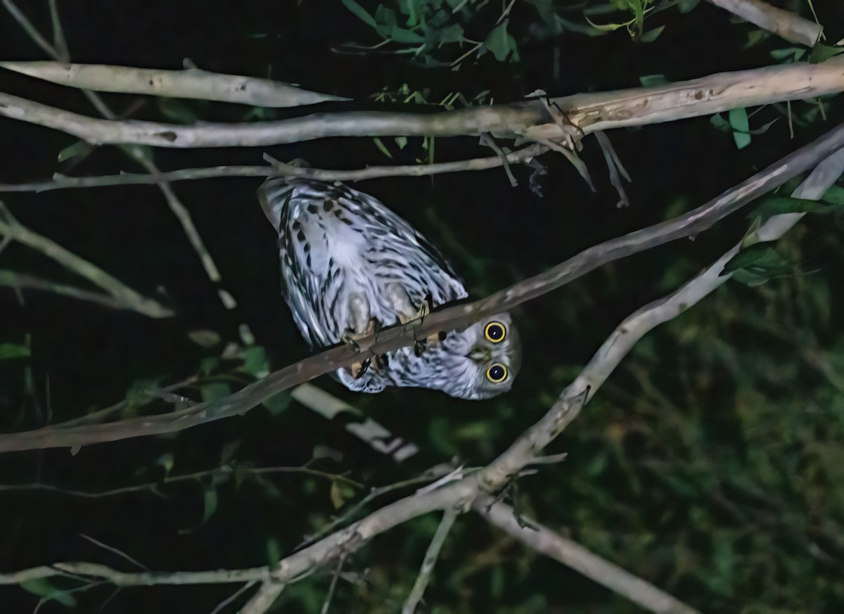 Barking Owl - ML643857924