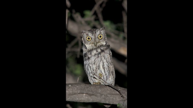 Western Screech-Owl - ML643857936