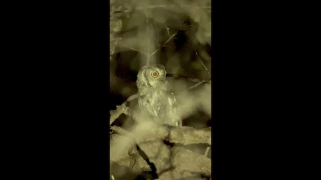 Western Screech-Owl - ML643857947