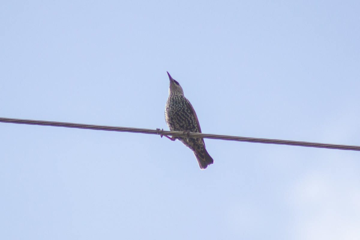 European Starling - ML643858032